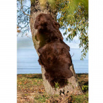 Lampaannahka Gently Ruseka 180x60cm Royal Camping